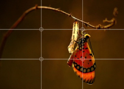 rule-of-thirds-example-one-butterfly-eyes